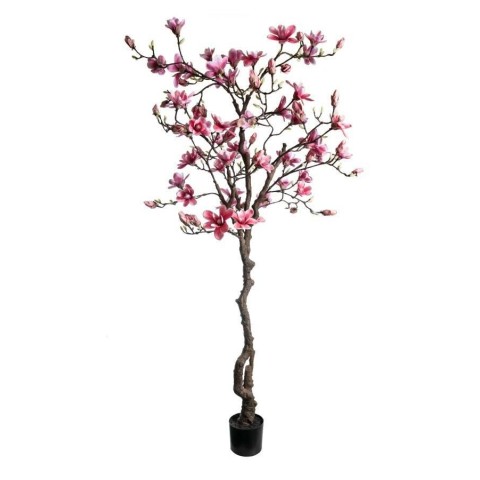 PIANTA DI MAGNOLIA CM210 PINK